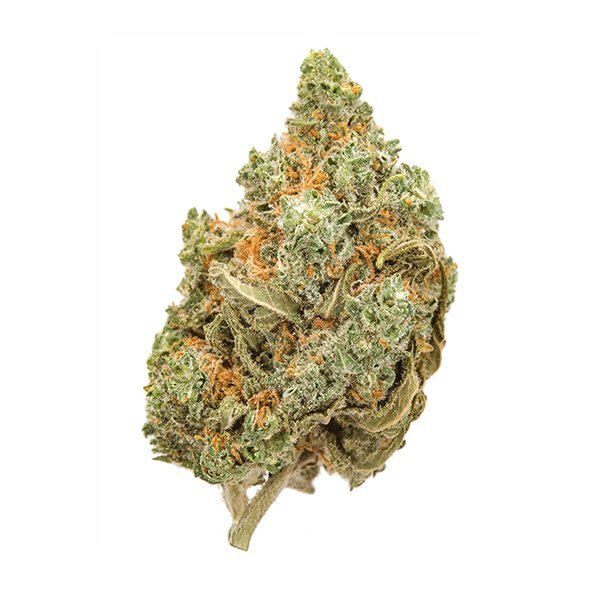 Shop Amnesia Haze at Bud Chronicle and explore the available selection