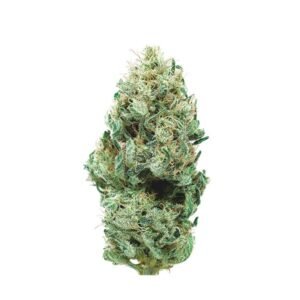 Cannatonic | Shop Cannatonic Online