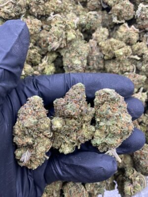 GELATO 47-GELATO-47.jpg