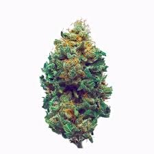 Harlequin | CBD-Rich Cannabis Strain | Bud Chronicle