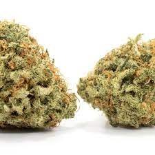 Island Sweet Skunk