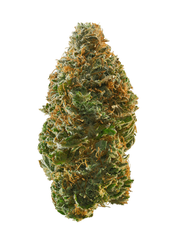 Jungle Mints