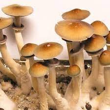 PES Hawaiian Magic Mushroom | Bud Chronicle
