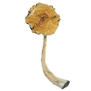 Psilocybe Caerulescens-Psilocybe-Caerulescens.jpg