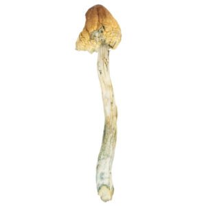 Psilocybe Mexicana-Psilocybe-Mexicana.jpg