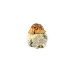 Texas Yellow Cap-Texas-Yellow-Cap.jpg