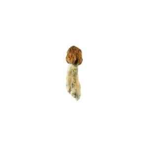 Vietnamese Cubensis-Vietnamese-Cubensis.jpg