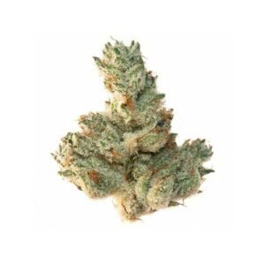 Browse Biscotti at Bud Chronicle and explore the available selection, product details, and ordering options online.