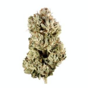 Gorilla Glue 4 (GG4) | Buy Online