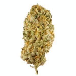 Jack Herer Cannabis Flower | Bud Chronicle