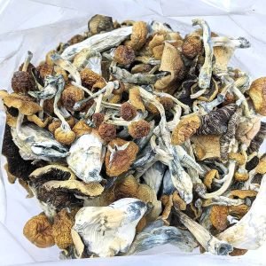 Jedi Mind Fuck Magic Mushrooms | Premium | Bud Chronicle