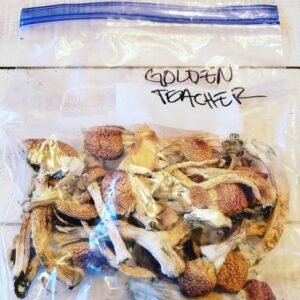 Golden Teacher Magic Mushrooms | Bud Chronicle