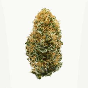 White Widow | Legendary Hybrid Cannabis